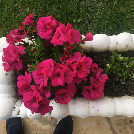 בית הארחה Islami 3*