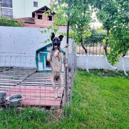 Гостевой дом Islami 3*