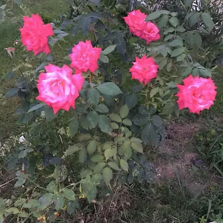 Islami 게스트하우스